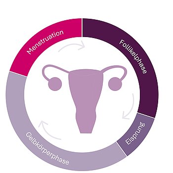 Die Grafik zeigt die einzelnen Zyklusphasen als Kreis - von Follikelphase, über Eisprung, Gelbkörperphase bis zur Menstruation